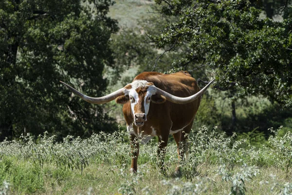 Longhorn with brown and white face