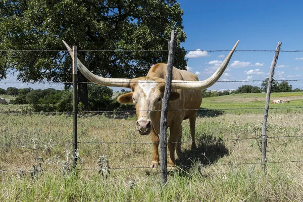 Tan Longhorn cow peering through fence