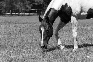 Beyaz ve kahverengi boya at otlatma closeup