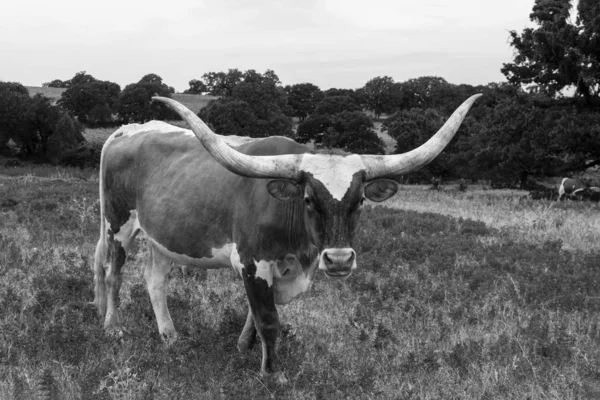 Чёрно-белый портрет быка Лонгхорна — стоковое фото