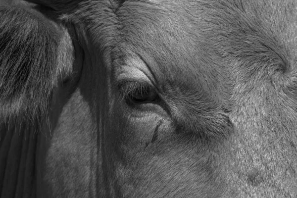 Zwart-wit close-up van het oog van een koe — Stockfoto