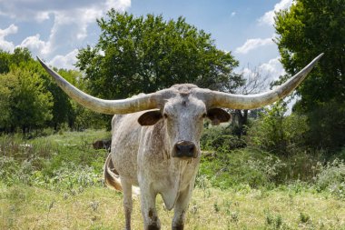Ağaçların önünde beyaz benekli Longhorn yakın çekim
