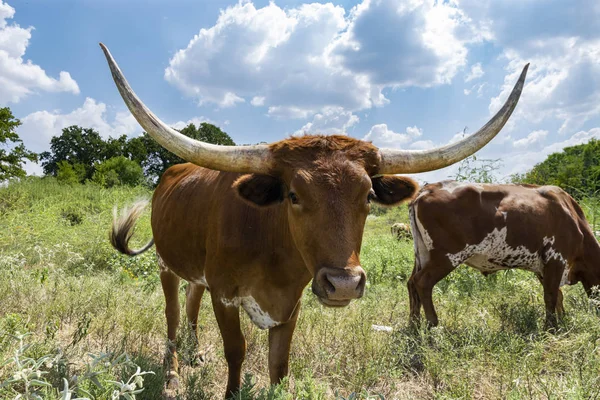 Closeup de touro Longhorn marrom com vaca manchada — Fotografia de Stock