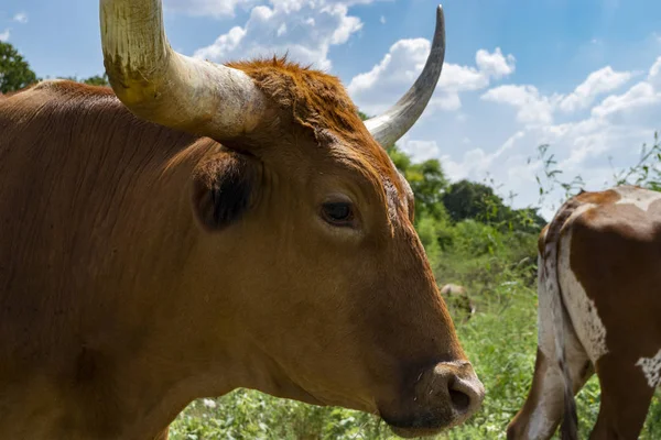 Closeup profile of brown Longhorn bull