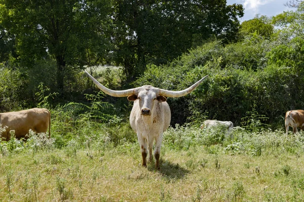 Taureau Longhorn moucheté blanc devant les arbres — Photo