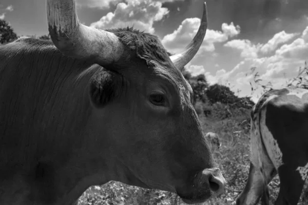 Profil rapproché de Longhorn en noir et blanc — Photo