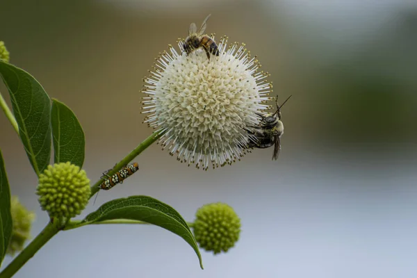 Bees pollinating a Buttonbush flower