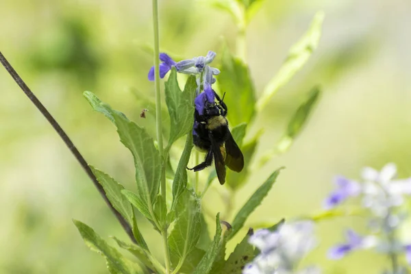 Bumblebee få nektar från Lila blomma — Stockfoto