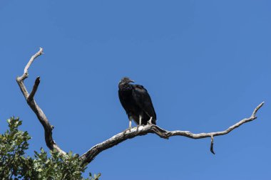 Şahin omzundan geriye bakıyor