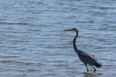 Büyük mavi balıkçıl suda gölet ve göllerde