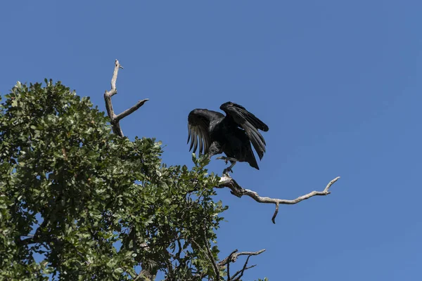 Buzzard aterrissando na árvore com asas arqueadas — Fotografia de Stock