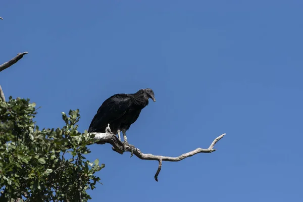 Buzzard looking down from bare branch — Stock Photo, Image