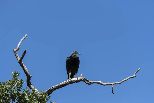 Buzzard på nakna grenen tittar runt — Stockfoto