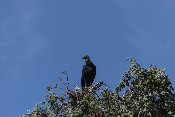 Buzzard uppflugen högt uppe på ett träd — Stockfoto