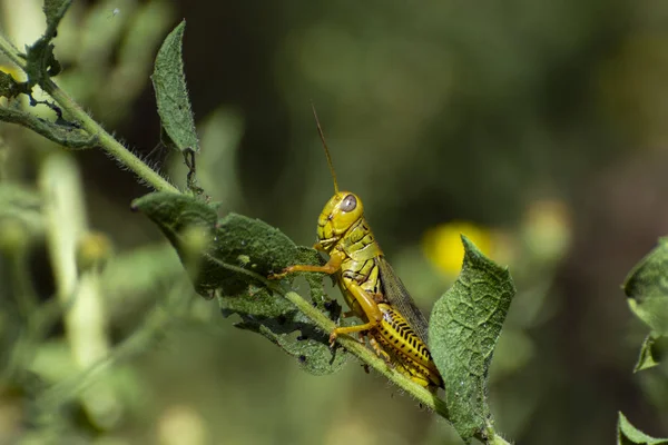 Green and yellow grasshopper on leaf — Stock Photo, Image