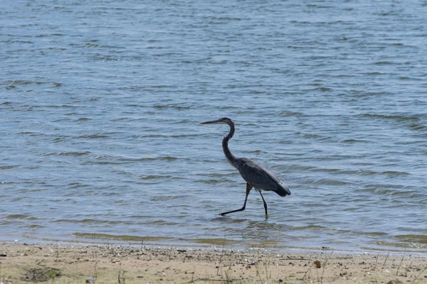 Suuri Sininen Heron kävelee veden halki rannalla — kuvapankkivalokuva