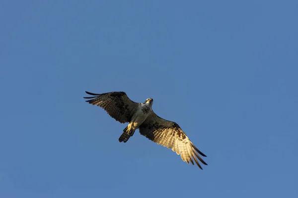Red tailed Hawk stijgende overhead in Blue Sky — Stockfoto