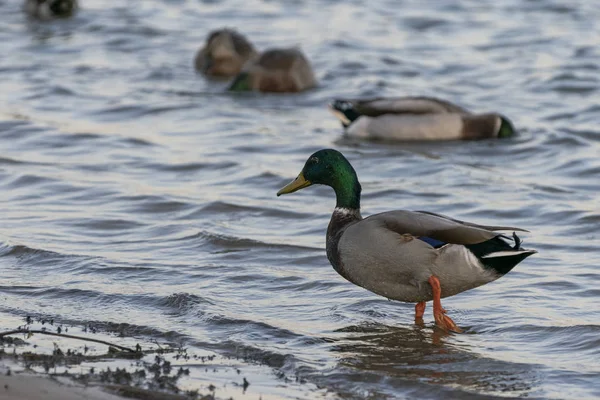 Mallard Duck wading in water on lake shore — Stock Photo, Image