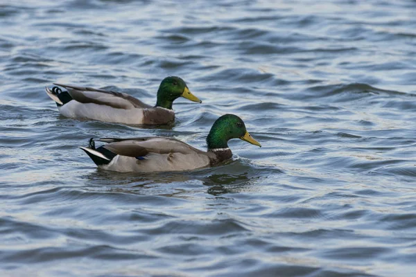 Two Mallard Ducks swimming in lake — Stock Photo, Image