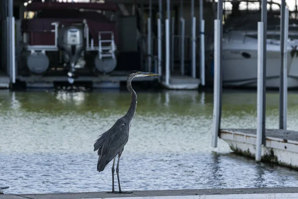 Great Blue Heron standing on marina dock — Stock Photo, Image