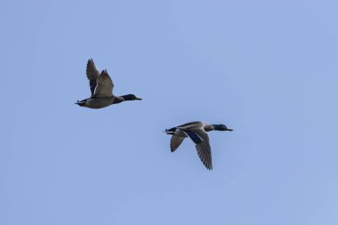 Bir çift Mallard Ördeği Bulutsuz mavi gökyüzünde