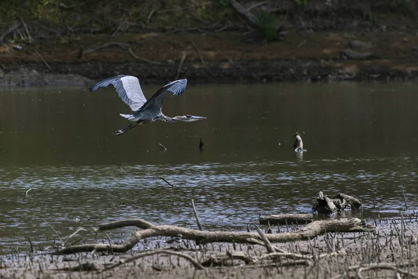 Μεγάλη Blue Heron πετούν χαμηλά πάνω από τη λίμνη — Φωτογραφία Αρχείου