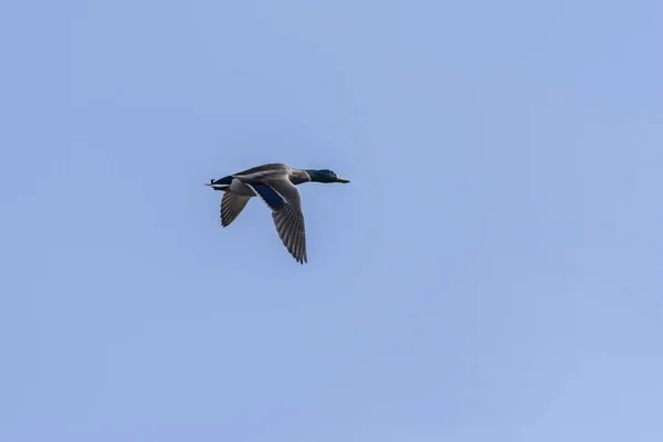 Bulutsuz mavi gökyüzünde Bekar Mallard Duck — Stok fotoğraf