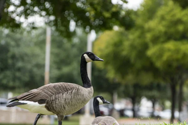 Canada Goose walking through trees in city — Stock Photo, Image