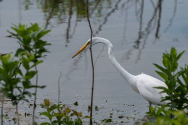 Bir Büyük Beyaz Akbalıkçıl, yiyecek yemek için avlanırken göldeki batık yabani otlara bakıp duruyor..