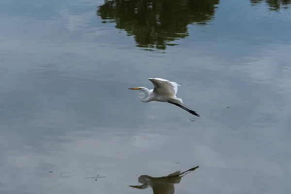 Elegante Hermoso Great White Egret Volando Justo Encima Del Agua — Foto de Stock