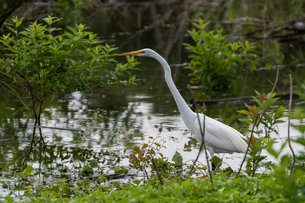 Ein Silberreiher Auf Nahrungssuche Während Einem Trüben Frühlingstag Durch Unkraut — Stockfoto