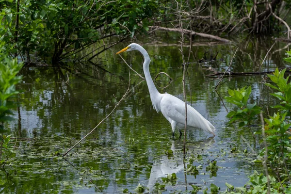 Великий Білий Еґрет Дряпає Полює Неглибокій Воді Відображенням Заглядає Крізь — стокове фото