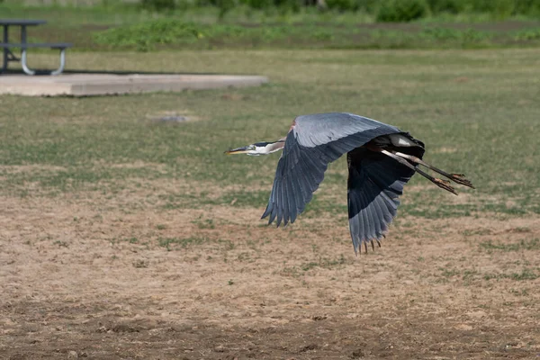 Gran Garza Azul Con Sus Poderosas Alas Curvadas Hacia Abajo —  Fotos de Stock