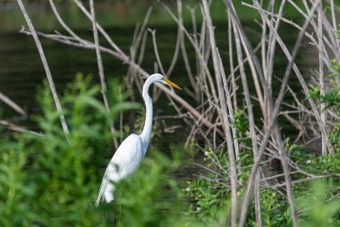 Bir Büyük Beyaz Akbalıkçıl, güneşli bir yaz sabahı, göl kıyısında sığ sularda çalılar, sazlıklar ve ölü ağaçlar arasında yiyecek arıyor..
