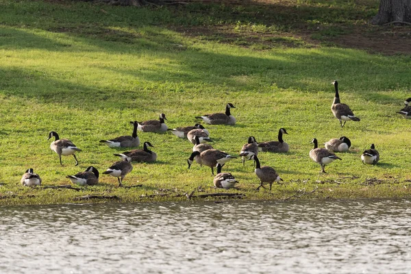 Large Flock Canada Geese Gathered Grassy Shore Lake Take Break — Stock Photo, Image