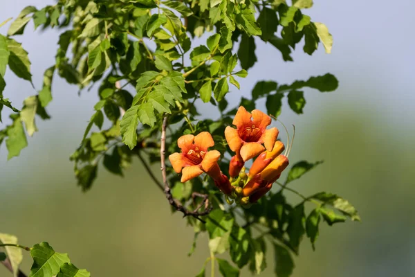 Цветы Апельсиновой Трубы Виноградной Лозе Свисающей Ветки Дерева Впитывают Солнечный — стоковое фото