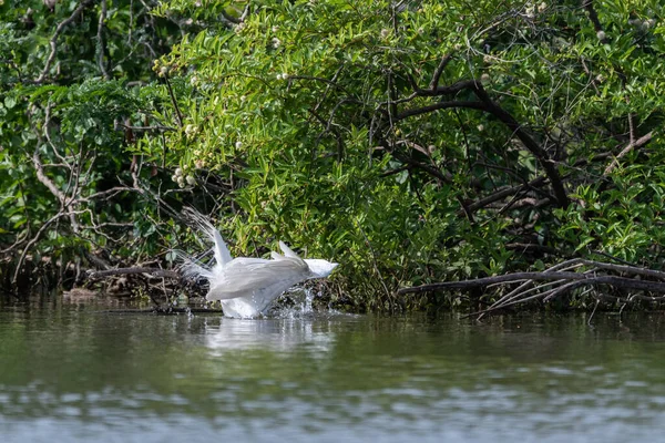 Una Gran Garza Blanca Con Cabeza Sumergida Bajo Agua Sus — Foto de Stock