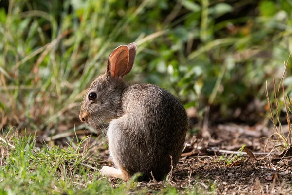 Cottontail Rabbit Zit Een Stuk Vuil Omgeven Door Gras Draaide — Stockfoto