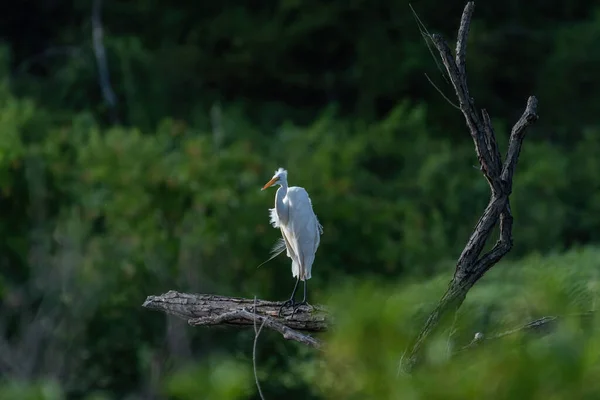Wielki Biały Egret Stojąc Brach Jak Wiatr Wieje Pióra Powodując — Zdjęcie stockowe