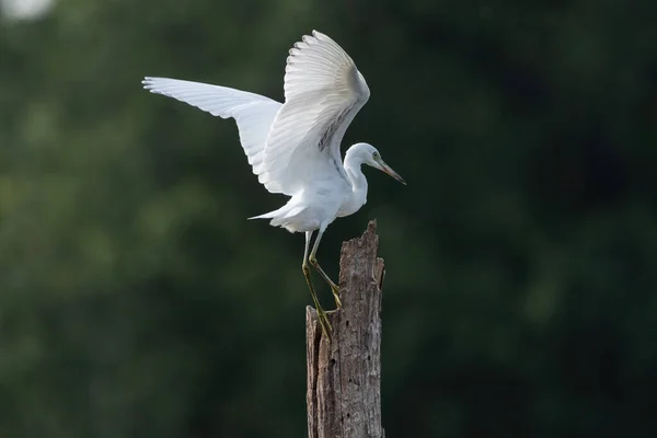 Сніговий Кріплення Egret Елегантні Білі Крила Він Досягає Його Довгими — стокове фото