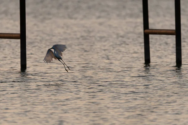 Snowy Egret Che Sbatte Ali Mentre Arriva Atterraggio Nell Acqua — Foto Stock