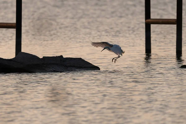 Snowy Egret Sbattere Ali Rallentare Mentre Arriva Atterraggio Alcune Rocce — Foto Stock