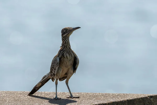 Park kampında beton bir piknik masasının kenarında duran ve arka planda bir gölle çevreye bakan Greater Roadrunner 'ın yakın çekimi..