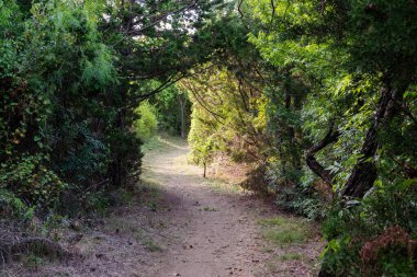 Asmalarla kaplı ağaçlar toprak bir patikanın üzerinden geçerken ormana çıkan kısa bir tünel oluşturuyor..