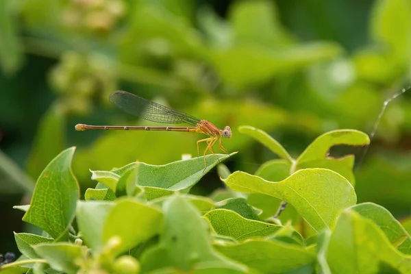 Female Blue Fronted Dancer Damselfly Resting Green Leaf Her Transparent — Stock Photo, Image