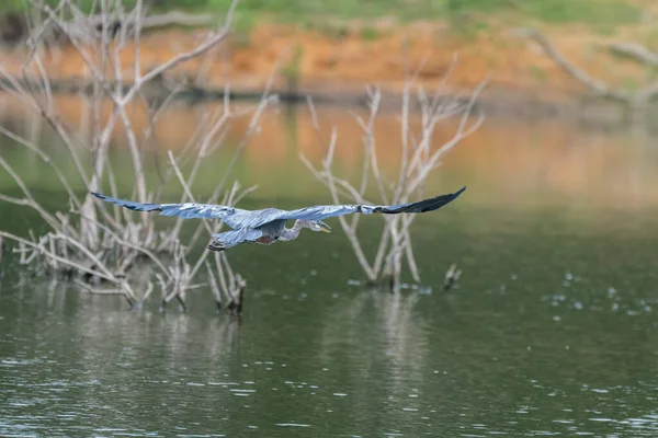 Great Blue Heron Flying Away Lake Its Powerful Wings Spread — Stock Photo, Image