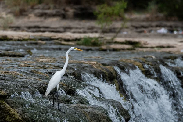 A Great White Egret standing on a rock outcropping on the edge of a waterfall in a river and watching the water flow swiftly by and go crashing over the rocks.