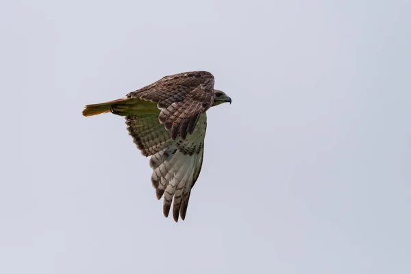 Ein Rotschwanz Falke Flattert Mit Seinen Mächtigen Flügeln Während Eine — Stockfoto