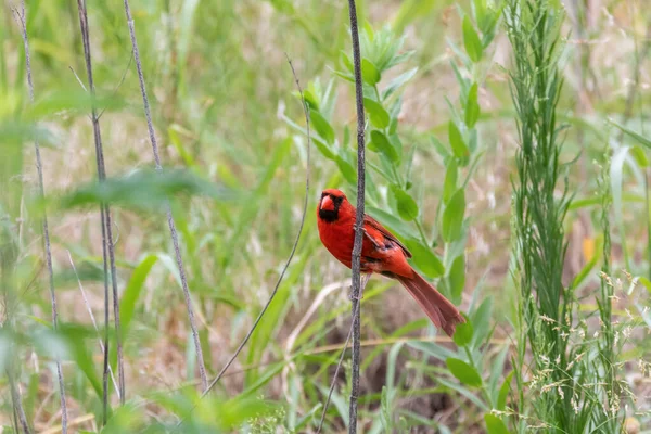 Ljusröd Hane Northern Cardinal Fågel Klänger Sidledes Pinne Lapp Grönt — Stockfoto