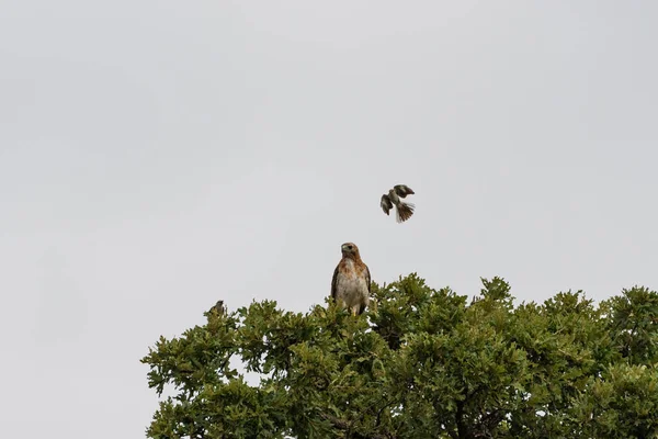 Ein Mockingbird Der Einen Tauchpass Einem Rotschwanzfalken Macht Während Versucht — Stockfoto